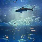 渋谷　かな 今日はありがとうございます😃 ギン妻パラダイス 谷九店