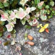 ヒメ日記 2025/09/24 18:28 投稿 あずさ とある風俗店♡やりすぎさーくる新宿大久保店♡で色んな無料オプションしてみました