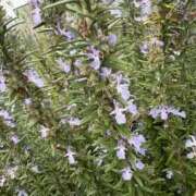 ヒメ日記 2025/10/27 21:08 投稿 あずさ とある風俗店♡やりすぎさーくる新宿大久保店♡で色んな無料オプションしてみました