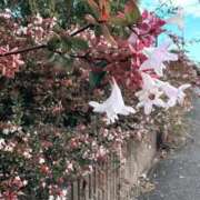 ヒメ日記 2025/11/19 22:48 投稿 あずさ とある風俗店♡やりすぎさーくる新宿大久保店♡で色んな無料オプションしてみました