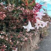 ヒメ日記 2025/11/19 22:36 投稿 あずさ とある風俗店♡やりすぎさーくる新宿大久保店♡で色んな無料オプションしてみました