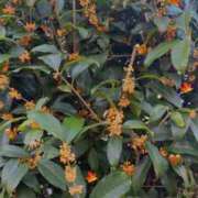 はな おはようございます💙 完熟ばなな 谷九店