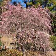 ヒメ日記 2026/02/23 09:45 投稿 後藤 熟女待機所 厚木店