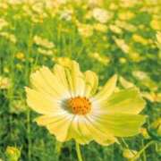 ヒメ日記 2026/03/05 12:06 投稿 後藤 熟女待機所 厚木店