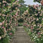 ヒメ日記 2026/04/01 11:45 投稿 後藤 熟女待機所 厚木店