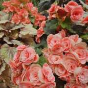 ヒメ日記 2026/04/22 20:25 投稿 後藤 熟女待機所 厚木店