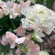 ヒメ日記 2026/03/19 07:00 投稿 あやか One More奥様 大宮店