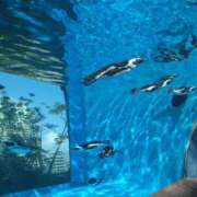 ヒメ日記 2025/09/30 21:14 投稿 湊いつき 五反田ヒーローズ（ユメオト）