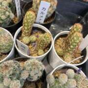 ヒメ日記 2025/09/12 14:01 投稿 ひな TALENT（タレント）