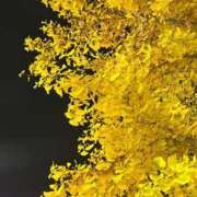 ヒメ日記 2025/11/09 23:02 投稿 ひな TALENT（タレント）