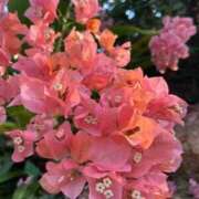 ヒメ日記 2026/03/22 12:03 投稿 ひな TALENT（タレント）