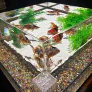 ヒメ日記 2025/08/31 09:06 投稿 りあら 妖精（ようせい）