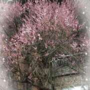 ヒメ日記 2026/03/26 13:30 投稿 リサ 人妻生レンタル