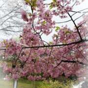 ヒメ日記 2026/04/09 23:20 投稿 リサ 人妻生レンタル