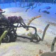 ヒメ日記 2025/08/13 12:13 投稿 みか 白い巨乳