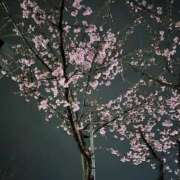 忍野めめ さくら🌸 渋谷とある風俗店♡やりすぎコレクション