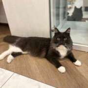 ヒメ日記 2025/09/12 16:43 投稿 めう 可愛い顔のこあくまちゃん L＆Jブラザーズ