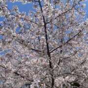 いちご 来週から！ 山梨　デリヘル No.1 『Sコレクション』 甲府