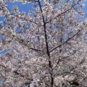 ヒメ日記 2026/04/14 13:03 投稿 いちご 山梨　デリヘル No.1 『Sコレクション』 甲府