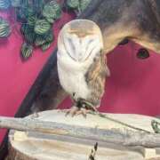 ヒメ日記 2025/10/09 23:15 投稿 しおん 濃厚即19妻