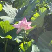 ヒメ日記 2025/08/21 17:00 投稿 ほたる 熟女の風俗最終章 錦糸町店