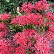 ヒメ日記 2025/09/23 08:25 投稿 ほたる 熟女の風俗最終章 錦糸町店