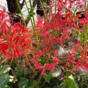 ヒメ日記 2025/10/04 13:05 投稿 ほたる 熟女の風俗最終章 錦糸町店