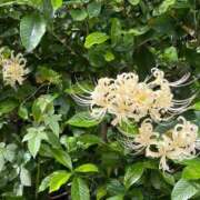 ヒメ日記 2025/10/15 16:17 投稿 ほたる 熟女の風俗最終章 錦糸町店