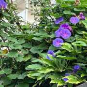 ヒメ日記 2025/10/27 10:05 投稿 ほたる 熟女の風俗最終章 錦糸町店