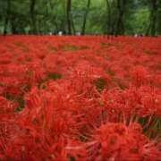 ヒメ日記 2025/10/03 10:58 投稿 さくら 豊満熟女