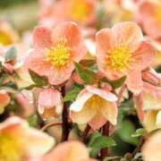 ヒメ日記 2025/10/29 11:38 投稿 さくら 豊満熟女