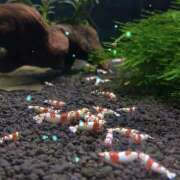 ヒメ日記 2026/02/03 11:14 投稿 さくら 豊満熟女