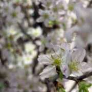 ヒメ日記 2026/03/20 21:24 投稿 さくら 豊満熟女