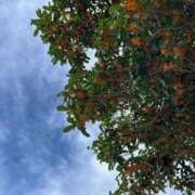 ヒメ日記 2025/10/12 13:09 投稿 アヤ ミセスClub