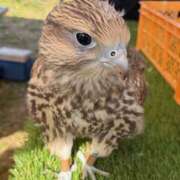 ヒメ日記 2026/03/02 07:17 投稿 アヤ ミセスClub