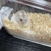 ヒメ日記 2025/12/24 00:52 投稿 かおる 千葉メイドリーム（ユメオト）