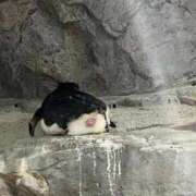 ヒメ日記 2025/09/21 23:14 投稿 春風ゆうあ HYPER TOKYO