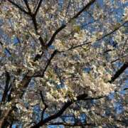 ヒメ日記 2026/04/03 17:08 投稿 れん 丸妻 池袋店