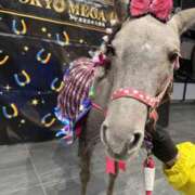 ヒメ日記 2025/11/20 08:42 投稿 こはなさん 鶯谷のデリヘル桃山