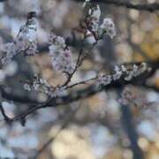 ヒメ日記 2025/12/02 09:22 投稿 こはなさん 鶯谷のデリヘル桃山