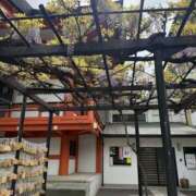 ヒメ日記 2026/04/16 08:42 投稿 こはなさん 鶯谷のデリヘル桃山