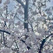 ヒメ日記 2026/03/27 14:15 投稿 うゆ バイオレンス