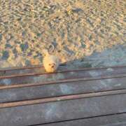 ヒメ日記 2025/12/17 12:59 投稿 もえ 熟女の風俗最終章　越谷店