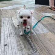 ヒメ日記 2026/02/03 22:47 投稿 もえ 熟女の風俗最終章　越谷店