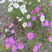 ヒメ日記 2025/10/30 17:39 投稿 しの(人妻) THE・TRY