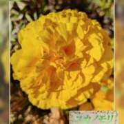 ヒメ日記 2025/11/24 14:03 投稿 成海（なるみ） ユカノモリ