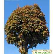 ヒメ日記 2025/12/01 14:01 投稿 成海（なるみ） ユカノモリ