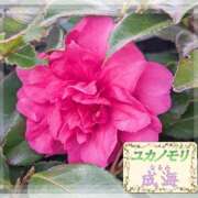 成海（なるみ） 合言葉も ユカノモリ