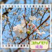 ヒメ日記 2026/03/23 15:27 投稿 成海（なるみ） ユカノモリ