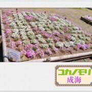 ヒメ日記 2026/04/04 15:36 投稿 成海（なるみ） ユカノモリ